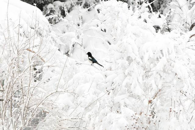 覆冰在線監(jiān)測 覆冰在線監(jiān)測